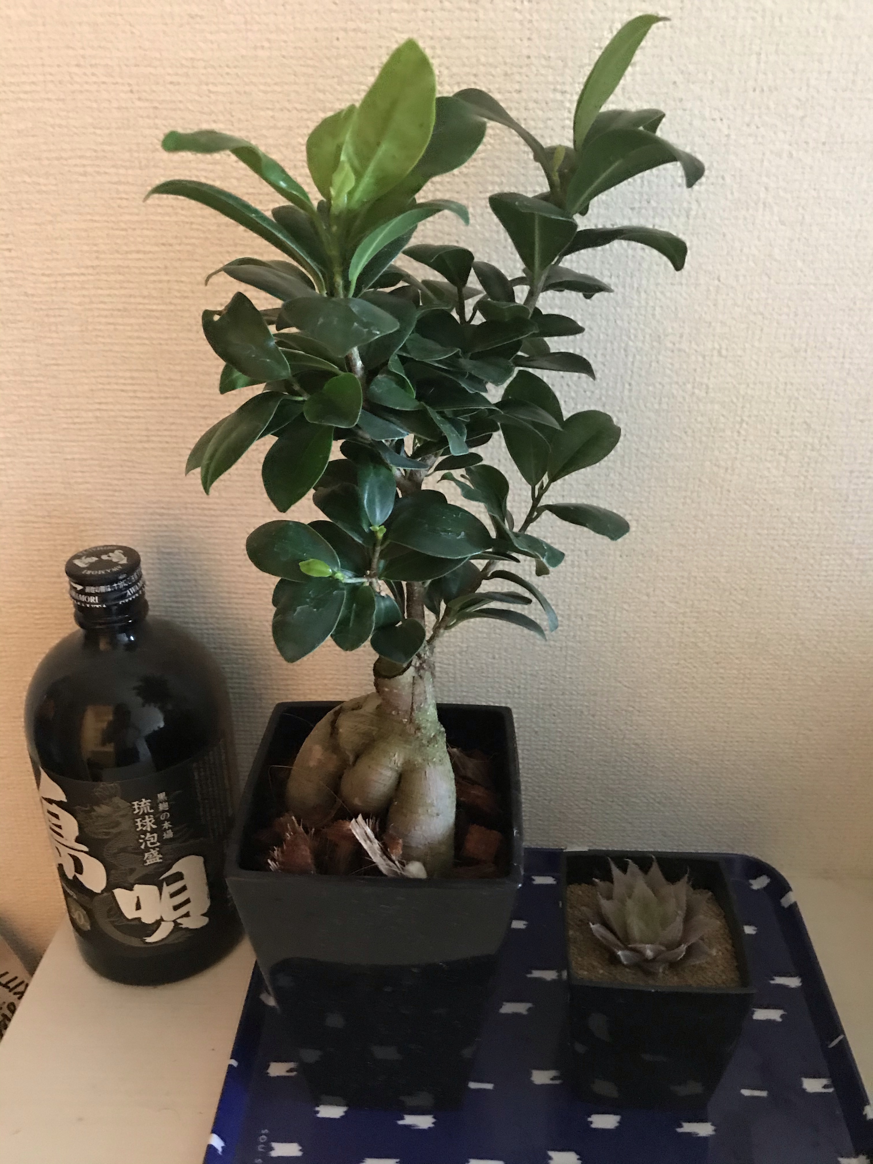 観葉植物 丸亀市 美容室 Hair Make Billow 観葉植物 丸亀市 美容室 Hair Make Billow